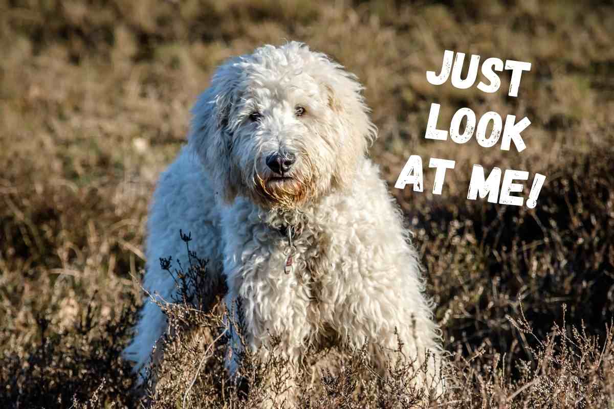 Why You Shouldn'T Get A Doodle? (Truth Exposed!) 1 Why You Shouldn'T Get A Doodle