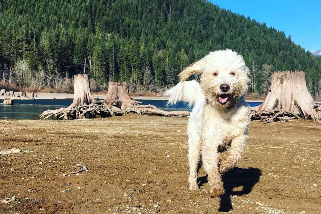 How Big Does A Toy Goldendoodle Get? Goldendoodle Advice