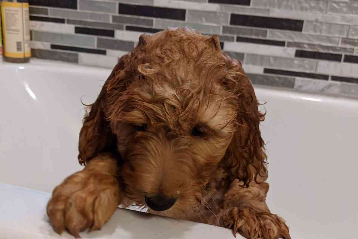 How To Get Rid Of A Goldendoodles’ Smell 1
