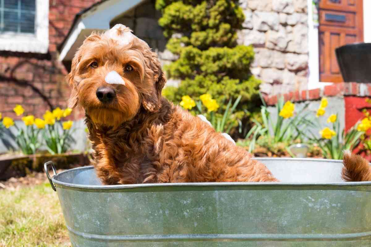 How to Get Rid of a Goldendoodles’ Smell