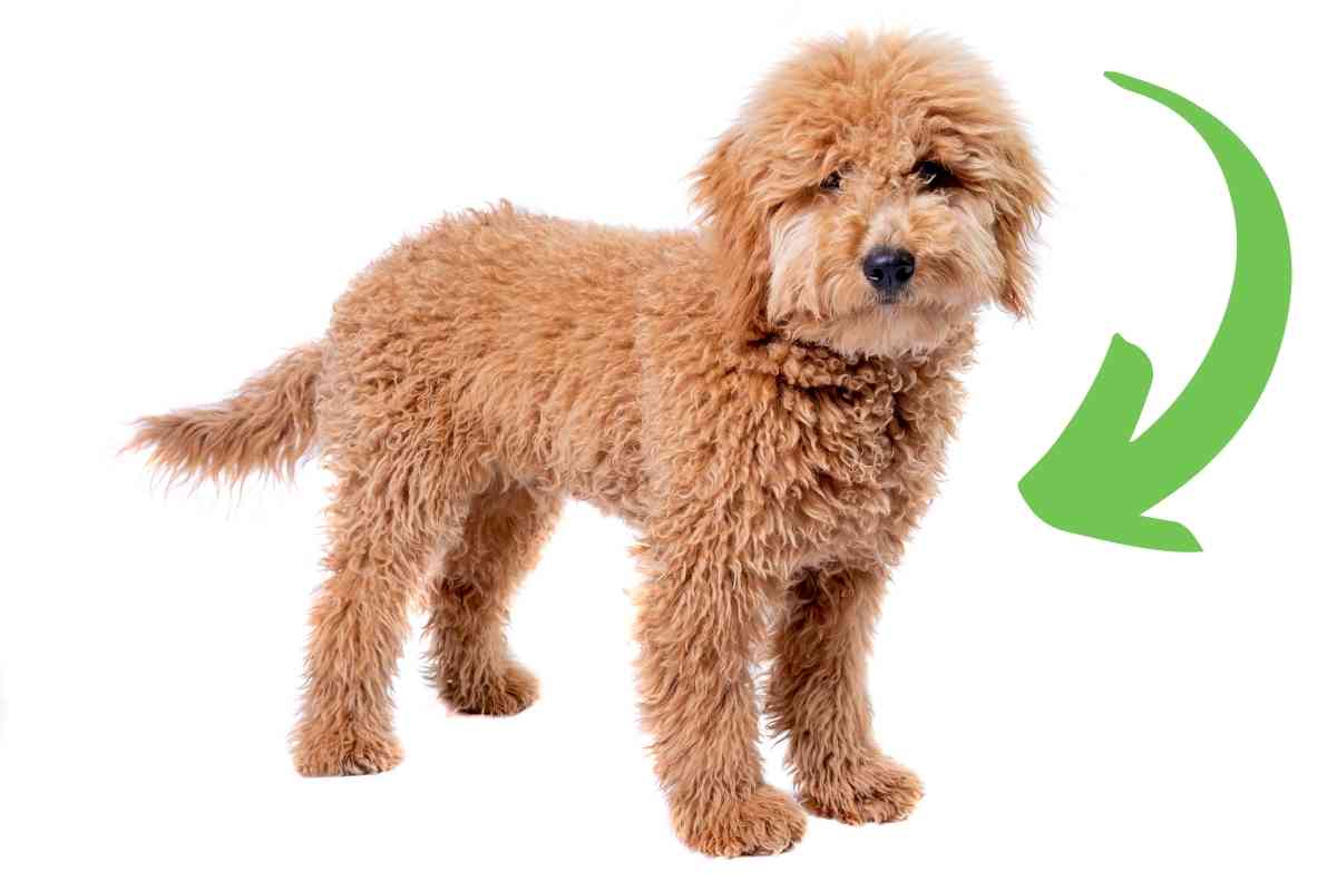 What Is A Toy Goldendoodle?