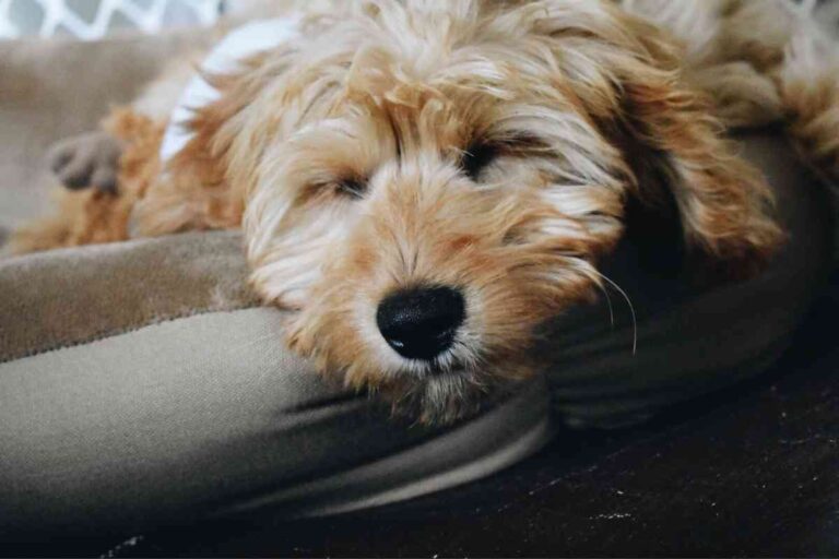 What Size Crate Is Right For A Toy Goldendoodle? Goldendoodle Advice