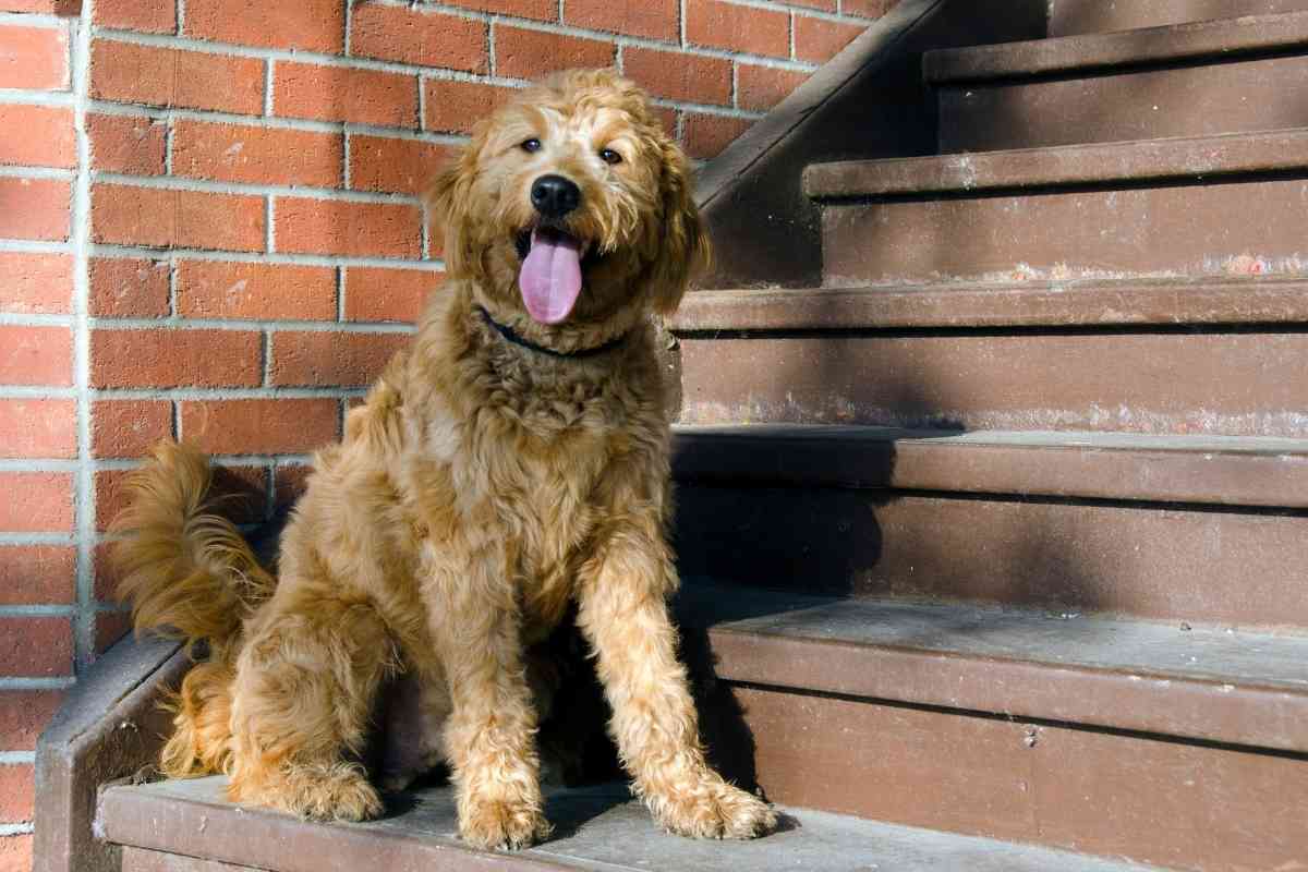 What Is The Average Height Of Toy Goldendoodles? 1