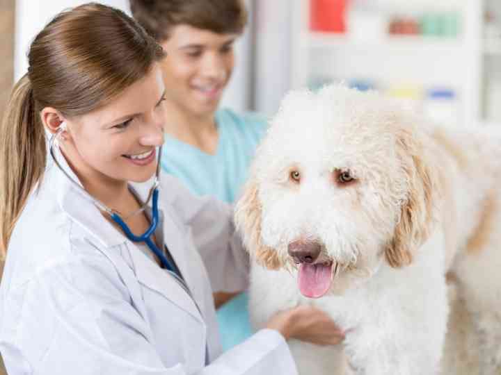 Expert Weighs In On 10 Common Goldendoodle Health Issues 2