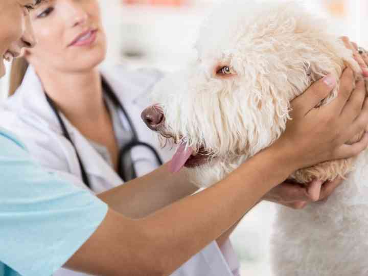 Expert Weighs In On 10 Common Goldendoodle Health Issues 2