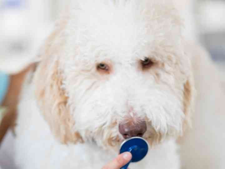 Goldendoodle Health Issues: What Do Most Goldendoodles Die From &Amp; How To Help!? 5