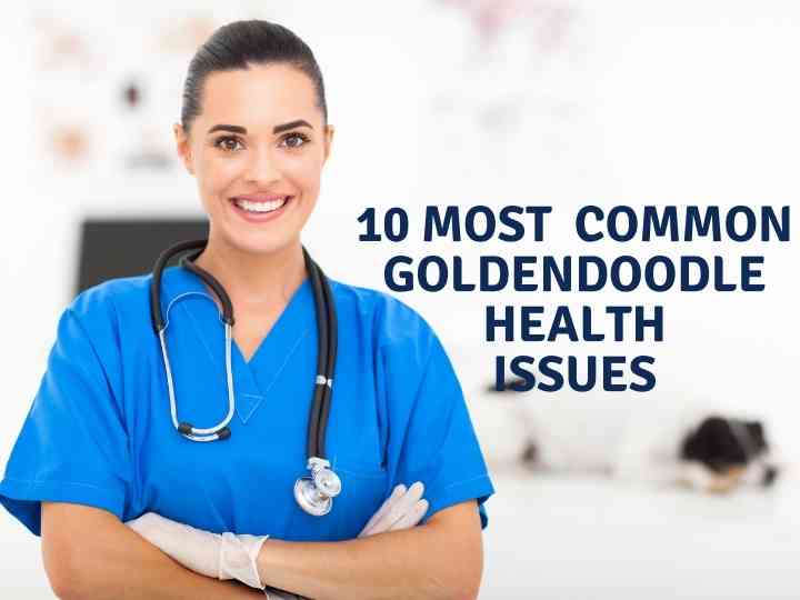 Expert Weighs In On 10 Common Goldendoodle Health Issues 1