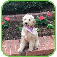About Goldendoodle Advice 1