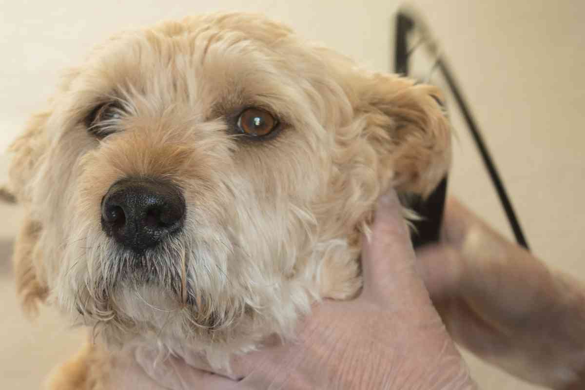 Does A Goldendoodle’s Hair Keep Growing? 2