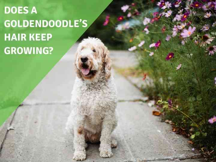 How To Tell If You Have A Curly Goldendoodle Puppy [3 Steps To Determine The Perfect Hair Type] 5