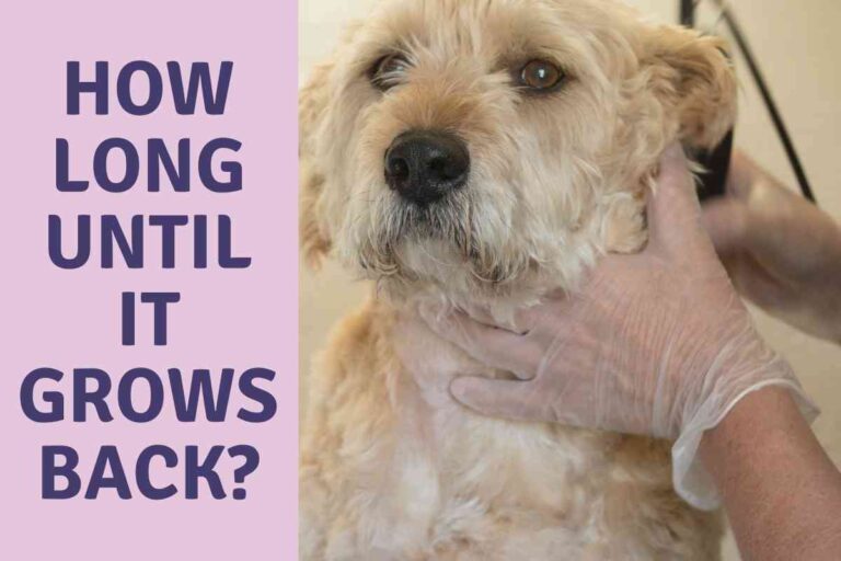 How Long Does It Take For A Goldendoodle’s Hair To Grow Back?