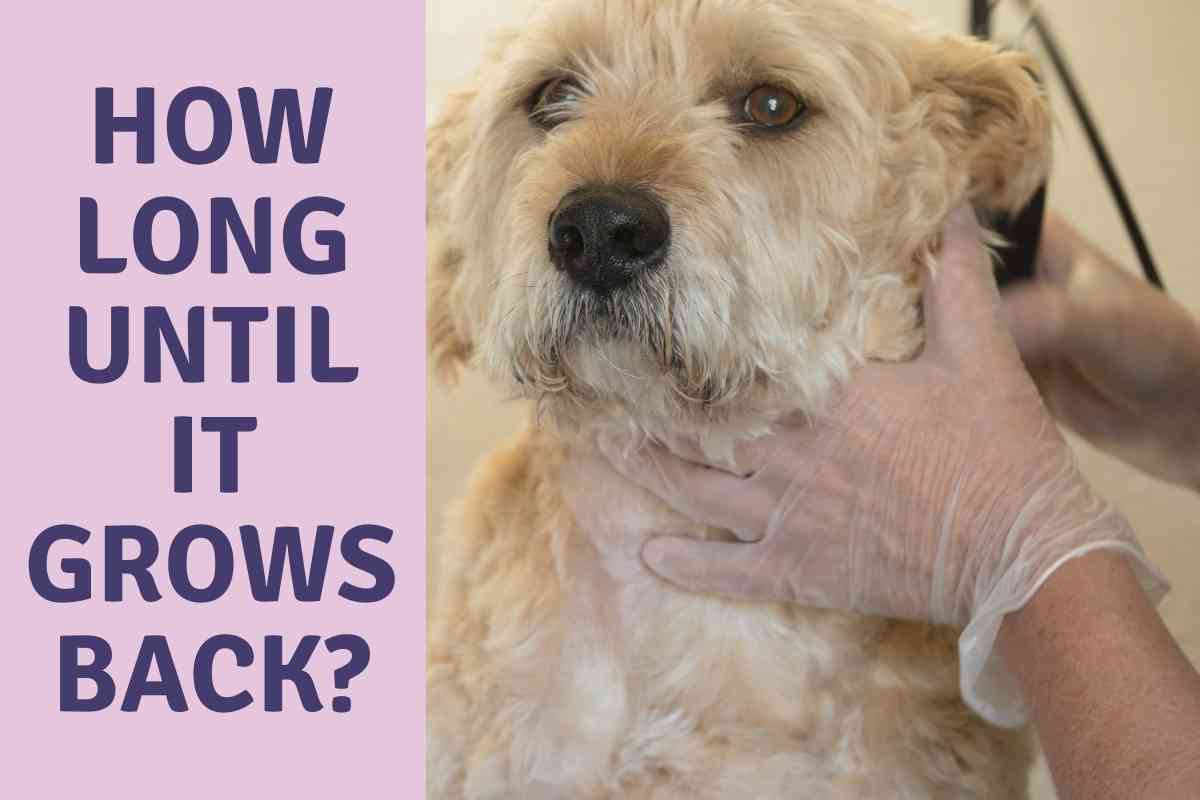 How Long Does It Take For A Goldendoodle’s Hair To Grow Back? 1
