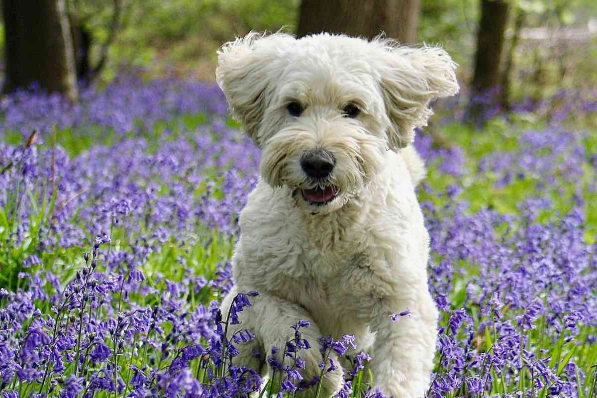 How To Get Rid Of Your Goldendoodle’s Smell 1
