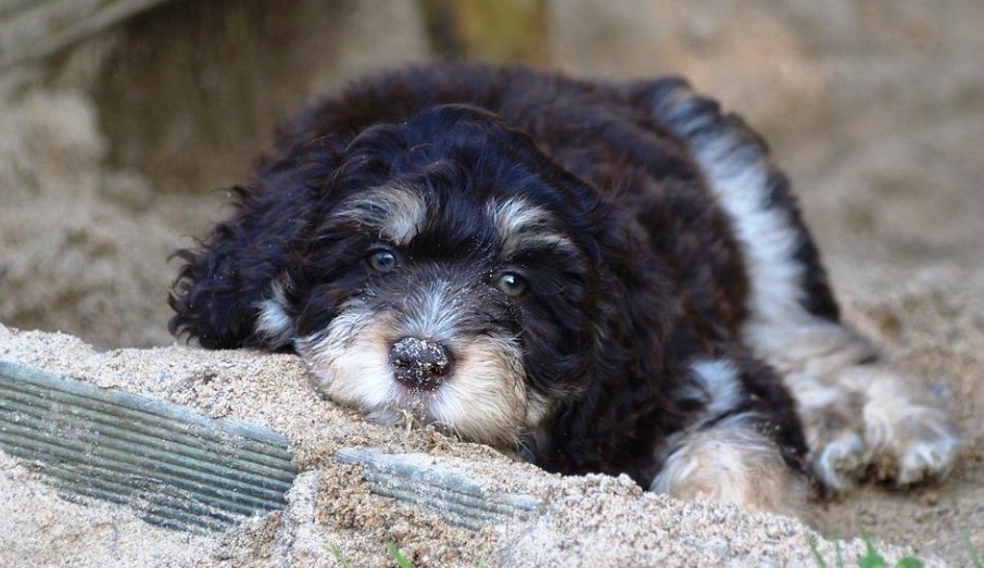 Aussiedoodles Puppy