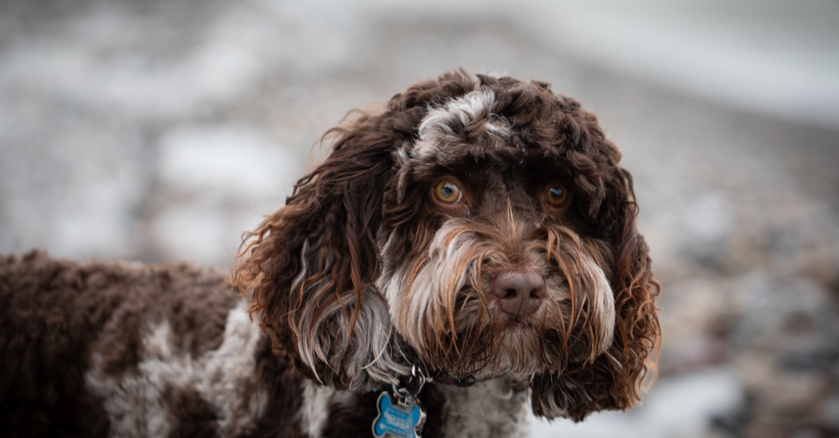 Australian Labradoodle Dog