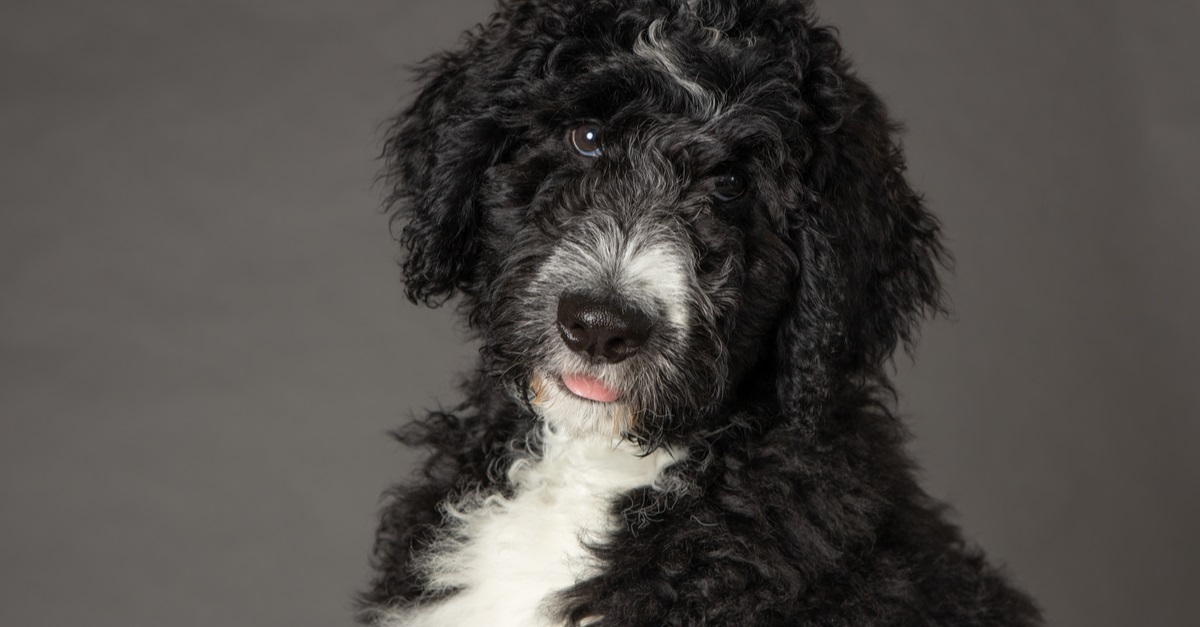 Bernedoodles Puppy