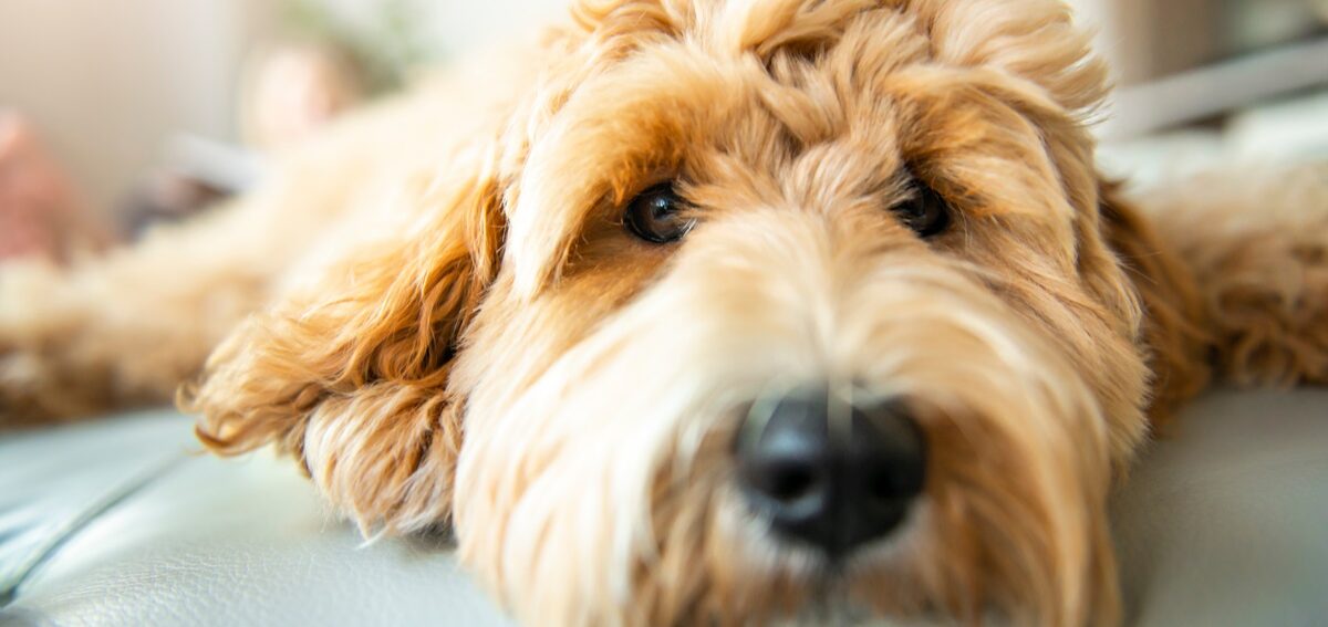 Golden Labradoodle Dog At Home On The Sofa