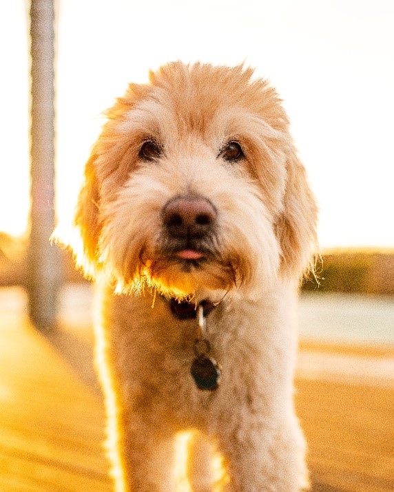 Goldendoodle With Face Trim