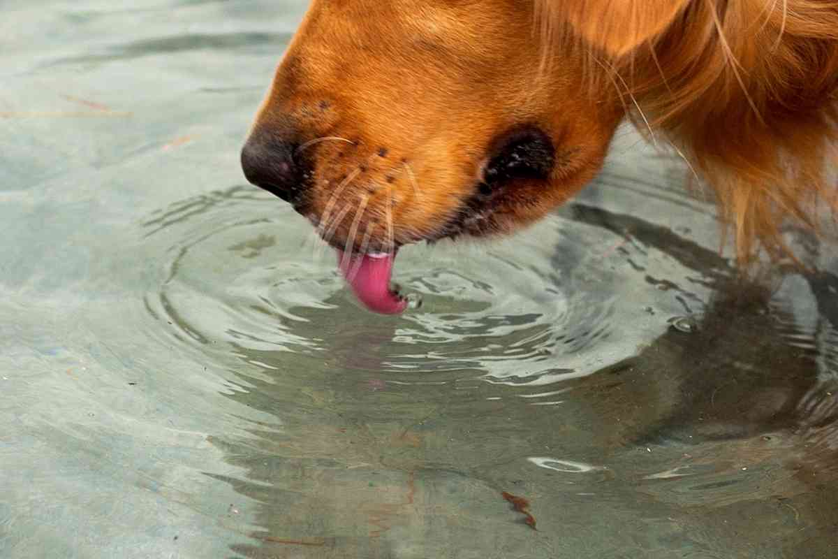 How Long Can Dogs Go Without Water? 2