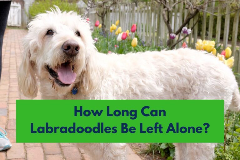 How Long Can Labradoodles Be Left Alone?