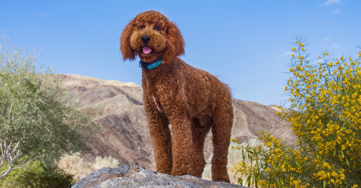 Labradoodle In A Desert Garden