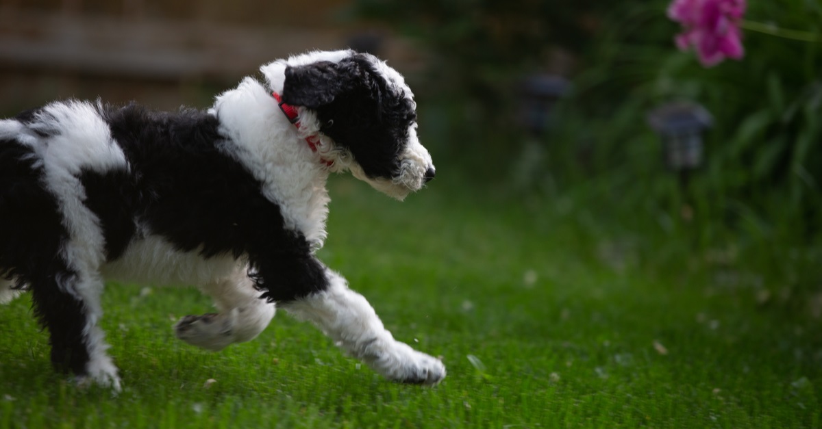 Sheepadoodle Puppy Outside Playing In The Yard - Sheepadoodle Vs Bernedoodle