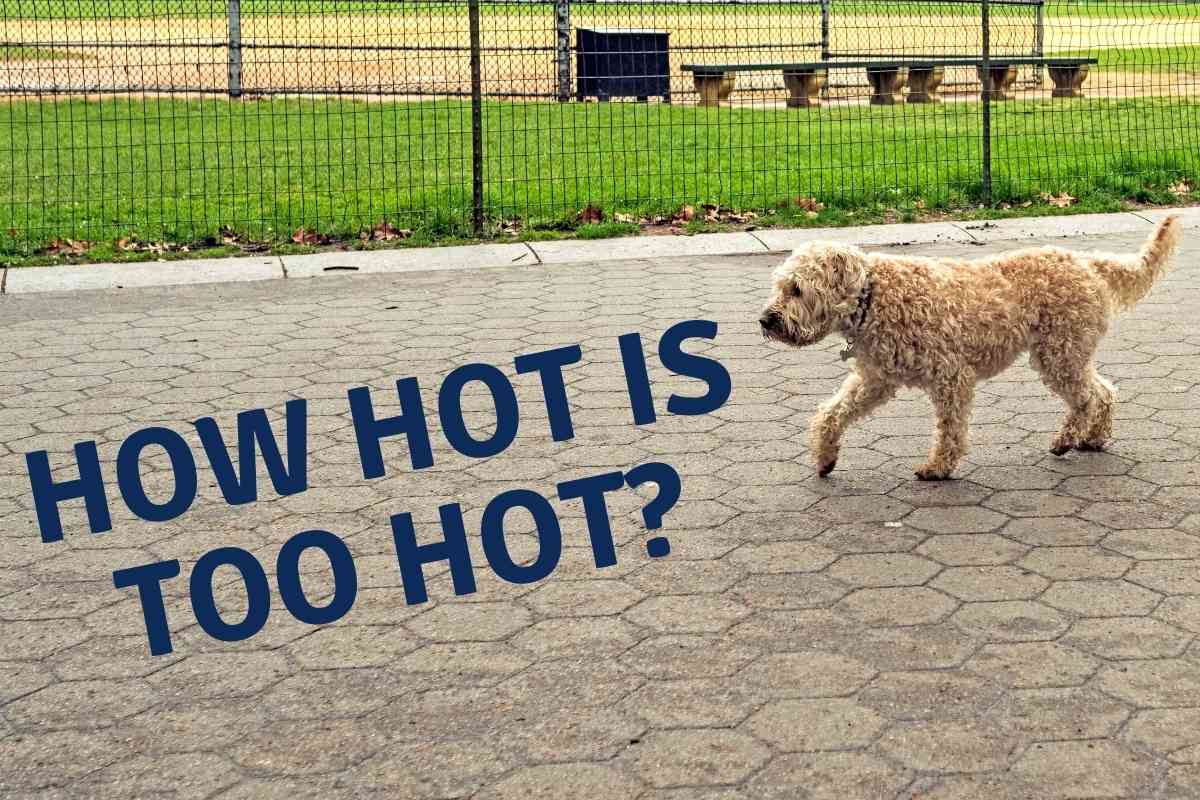 what temperature is too hot to take a dog for a walk