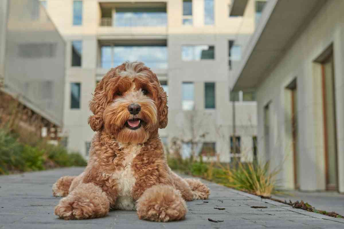 When Should A Labradoodle Be Spayed Or Neutered? 1