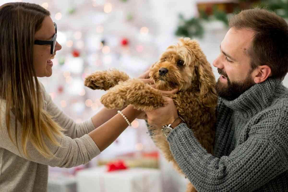 When Should A Labradoodle Be Spayed Or Neutered? 1