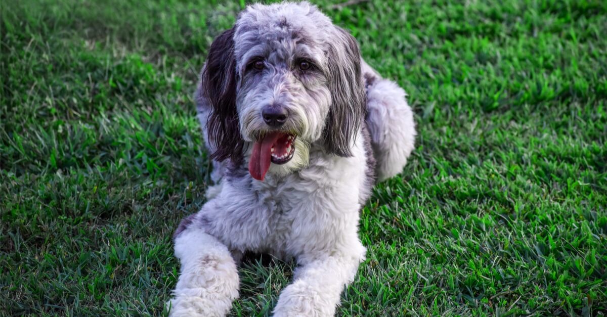 Aussiedoodle Laying Down In The Outdoors