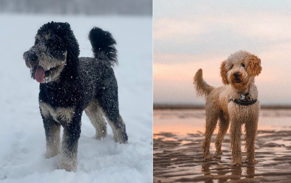 Aussiedoodle Vs Labradoodle Dogs Comparison