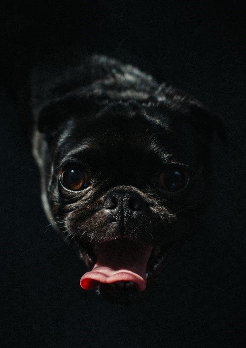 Blackpug With Tounge Out