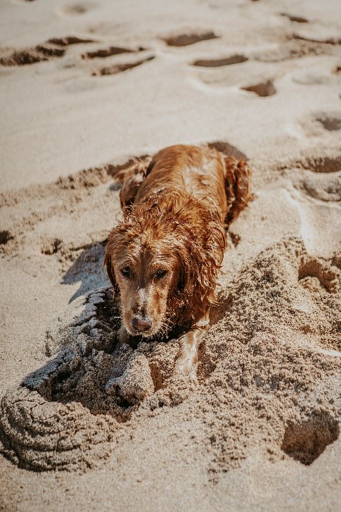 Dog Cooling Down In Sand