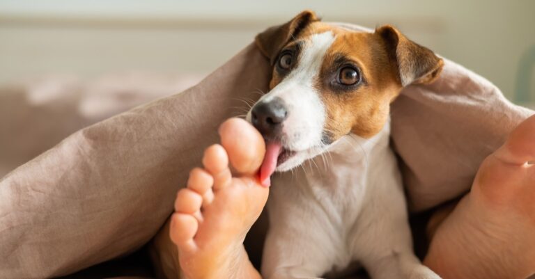 Why Do Dogs Lick Your Legs? (Answered!)
