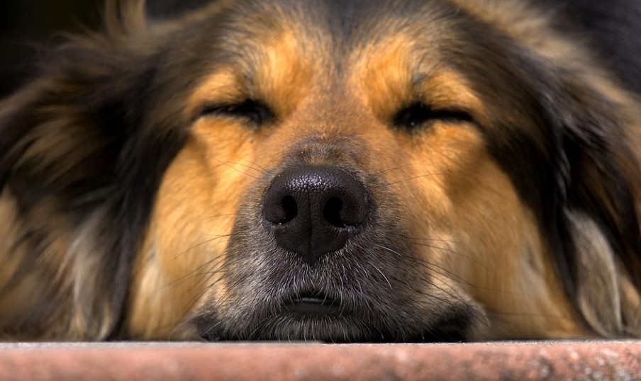Dog Nose Closeup While Sleep
