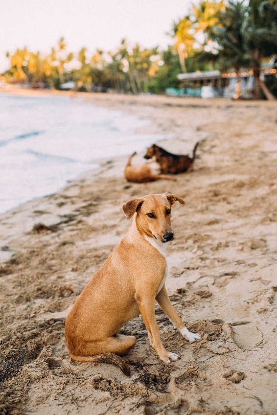 Dog Sitting Near Beach - Why Is My Dog'S Head Hot