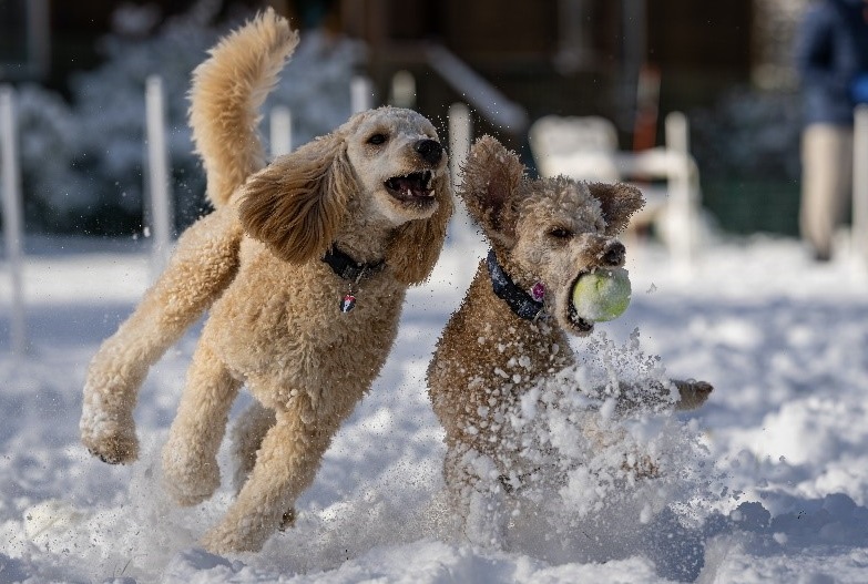Dogs Playing In Snow During Winter