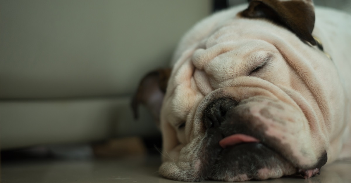 Head Of White English Bulldog Sleep On The Floor
