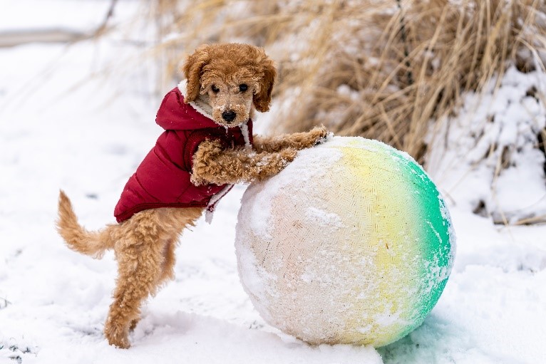 Small Dog Playing In Ice