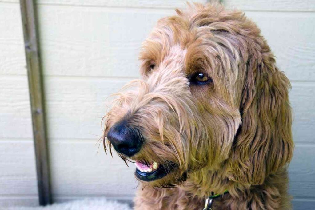 How Much Do Australian Labradoodles Cost? Why? Goldendoodle Advice