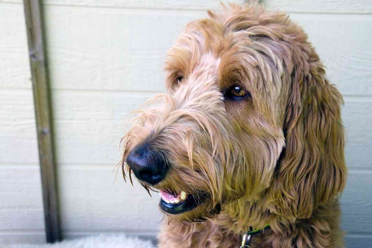 How Long Do Labradoodles Live? 4 Tips For A Long Life 1