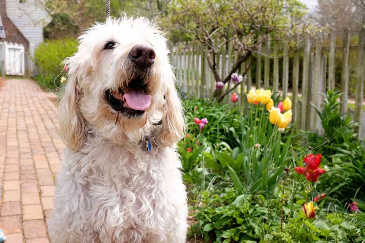 How Long Do Labradoodles Live? 4 Tips For A Long Life 2