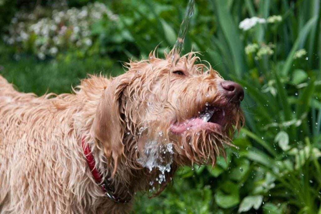 How To Bathe A Labradoodle: A 5 Step Guide To Do It Right ...