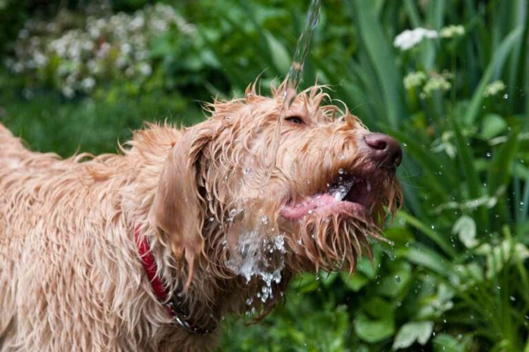 How To Bathe A Labradoodle: A 5 Step Guide To Do It Right
