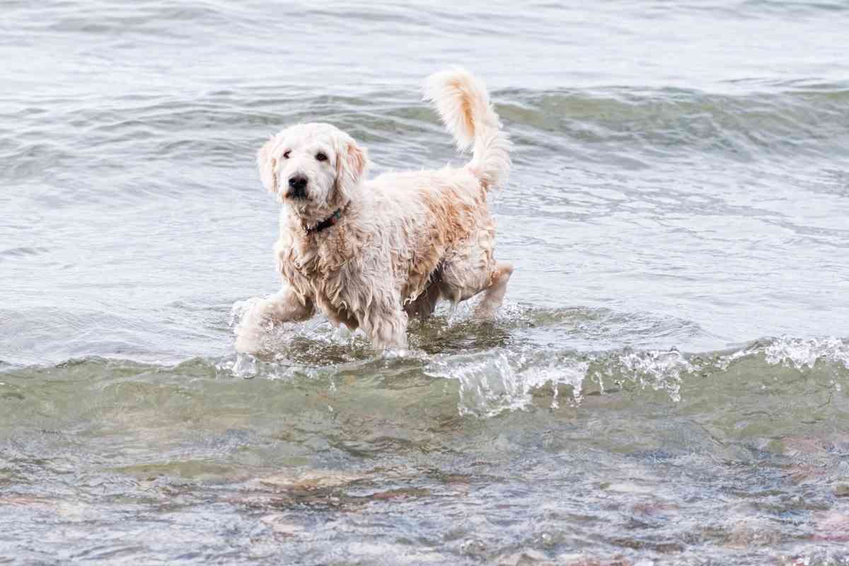 How To Bathe A Labradoodle: A 5 Step Guide To Do It Right ...