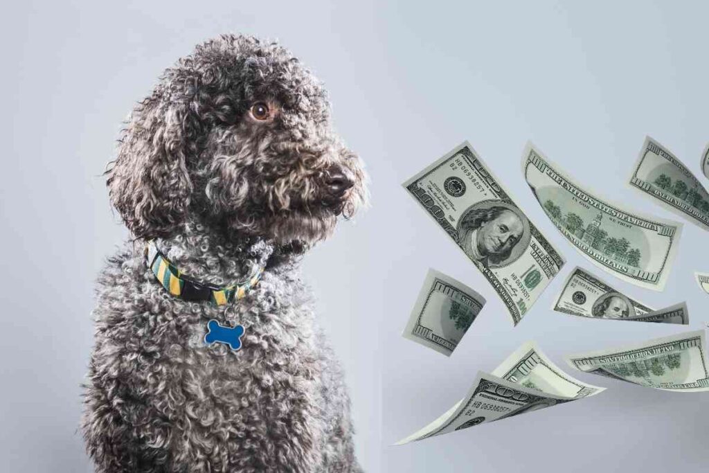 9 Reasons Labradoodles Are So Expensive (Explained!) Goldendoodle Advice