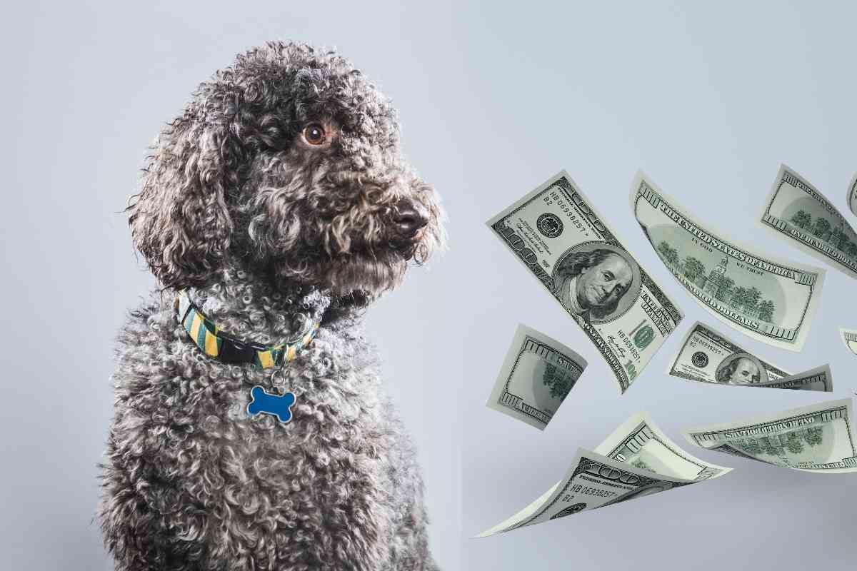 9 Reasons Labradoodles Are So Expensive (Explained!) 1