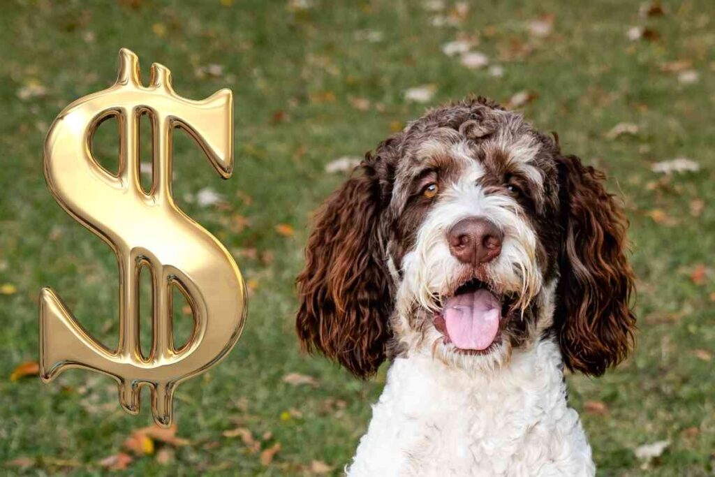 6 Reasons Why Bernedoodles Are So Expensive! Goldendoodle Advice