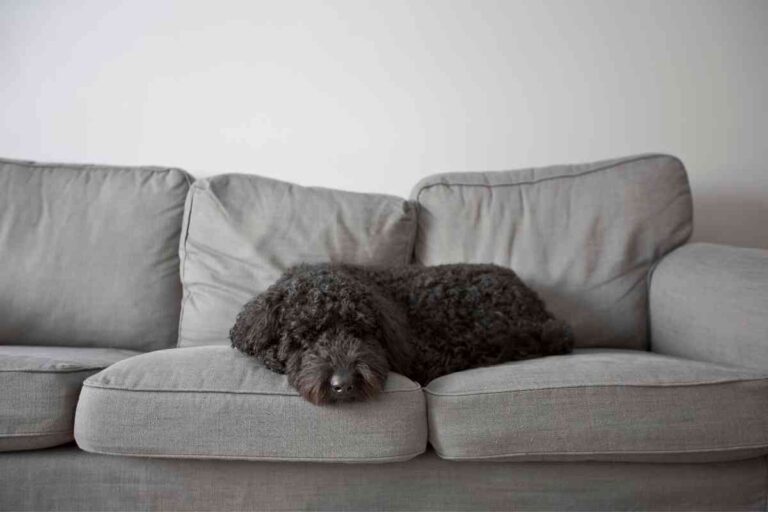 Can Mini Goldendoodles Be Left Alone? For How Long?