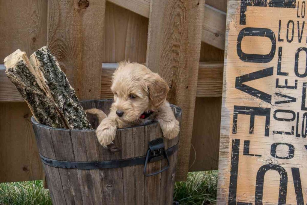 How Big Do Goldendoodles Get? 7 Major Factors Goldendoodle Advice